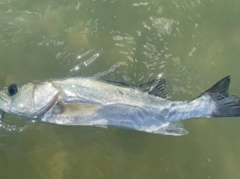 シーバスの釣果