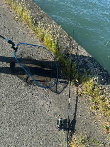 ツバクロエイの釣果