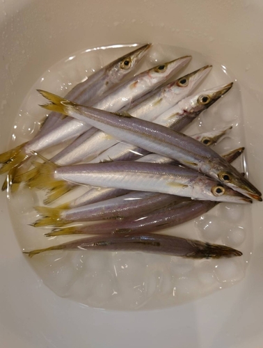 カマスの釣果