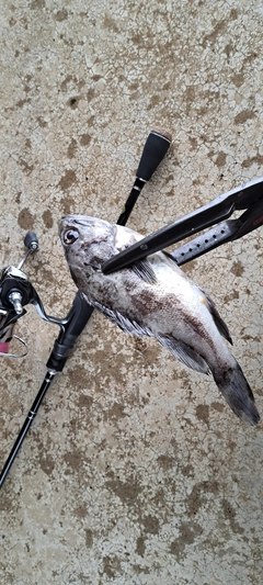 クロソイの釣果