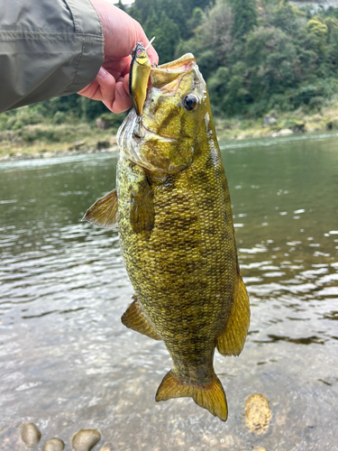 スモールマウスバスの釣果