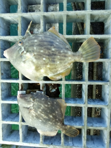 カワハギの釣果