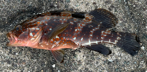 オオモンハタの釣果