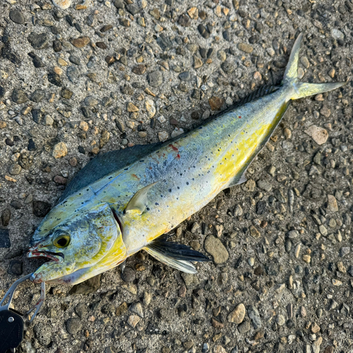 シイラの釣果