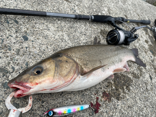 ウグイの釣果