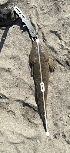 マゴチの釣果