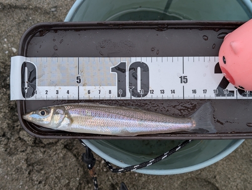 シロギスの釣果