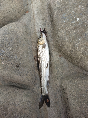 ウグイの釣果