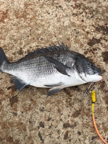 クロダイの釣果