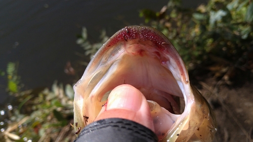 ラージマウスバスの釣果