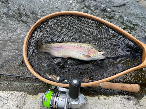 ニジマスの釣果