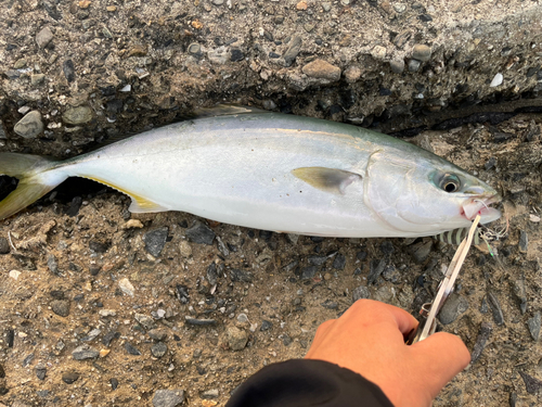 ヤズの釣果