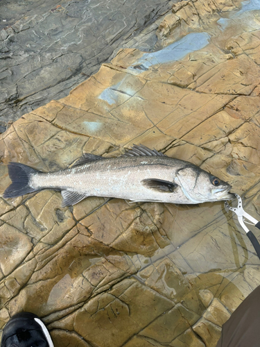 マルスズキの釣果