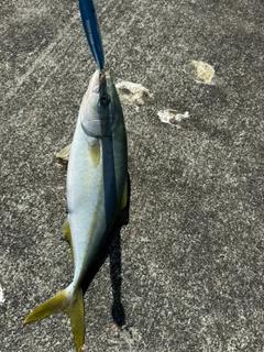 イナダの釣果