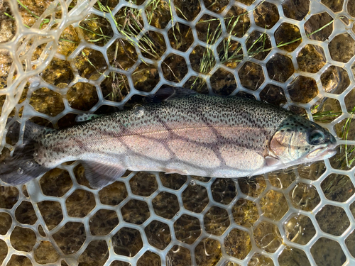 ニジマスの釣果