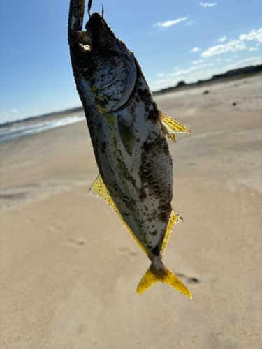 ワカシの釣果