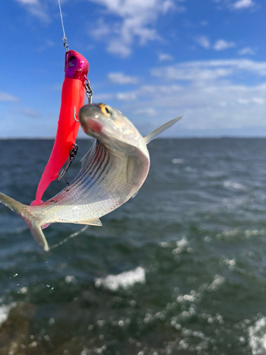 コノシロの釣果