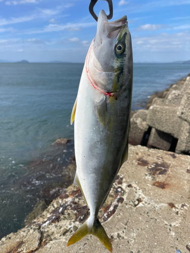 ヤズの釣果