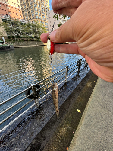 マハゼの釣果