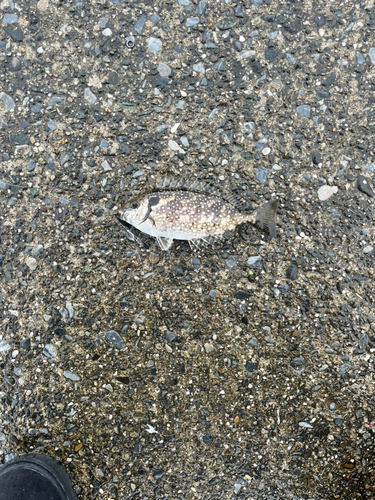 アイゴの釣果