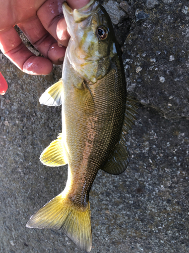 スモールマウスバスの釣果