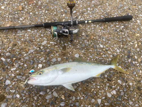 ブリの釣果