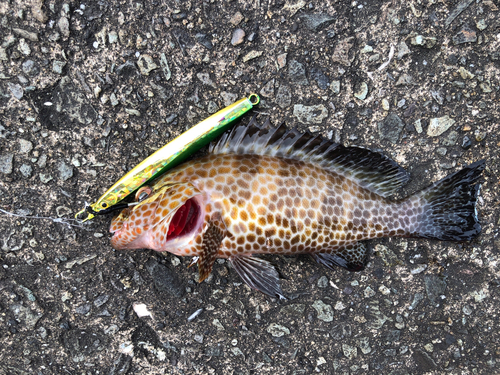 オオモンハタの釣果