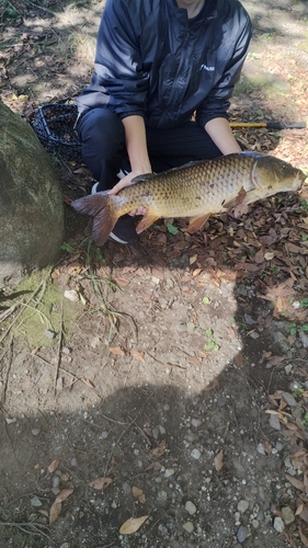 コイの釣果