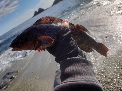 アイナメの釣果