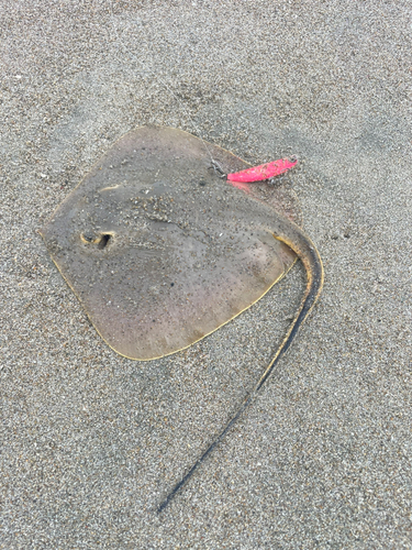 エイの釣果