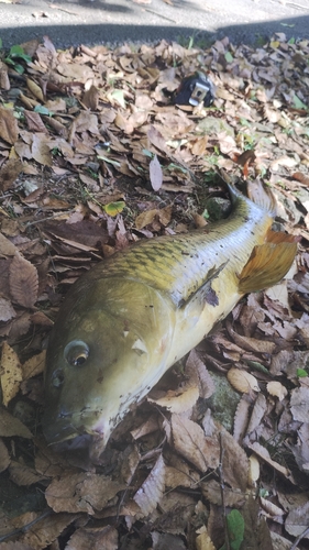 コイの釣果