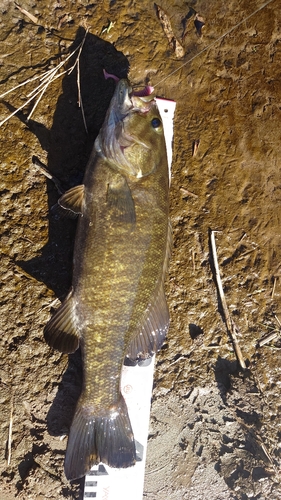 スモールマウスバスの釣果