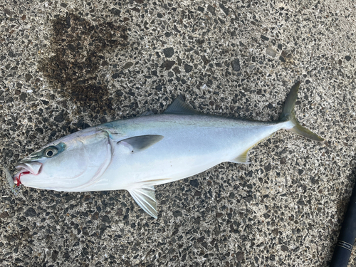 メジロの釣果