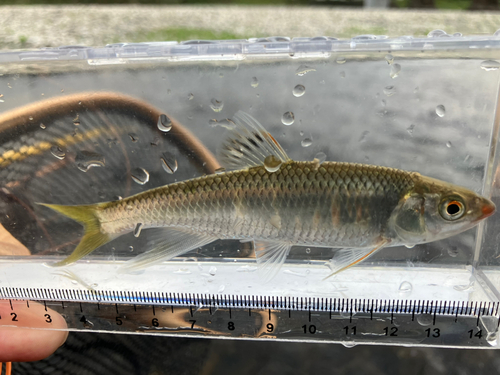 オイカワの釣果