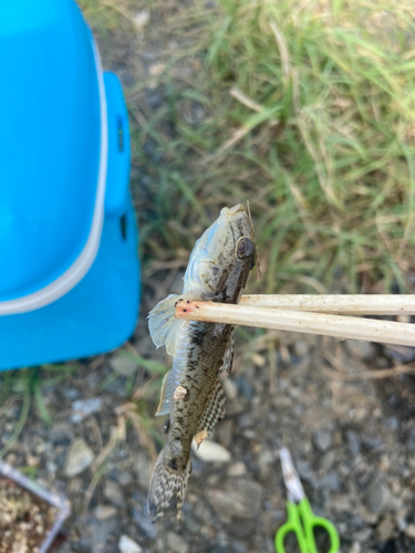 マハゼの釣果