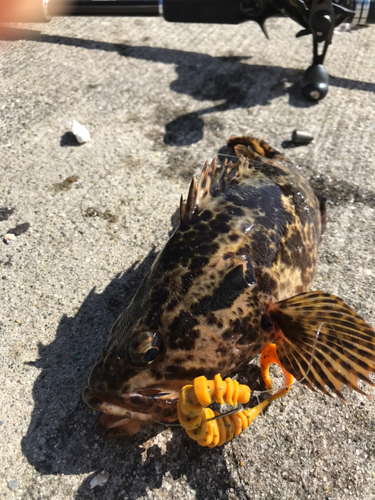 ベッコウゾイの釣果