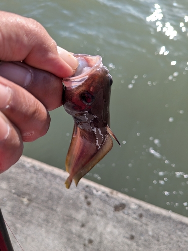 ドンコの釣果