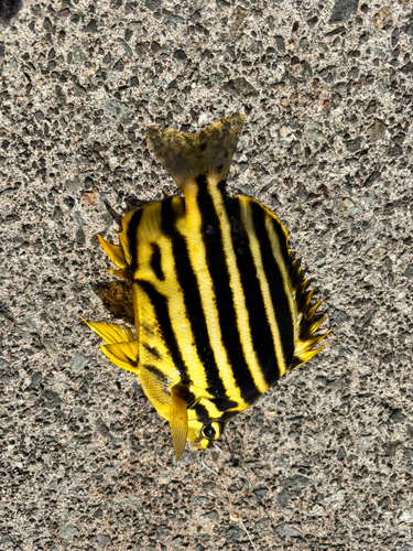 カゴカキダイの釣果