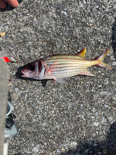 ウケグチイットウダイの釣果