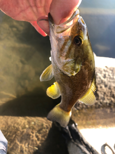 スモールマウスバスの釣果