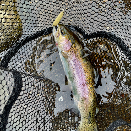 ニジマスの釣果