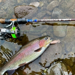 ニジマスの釣果