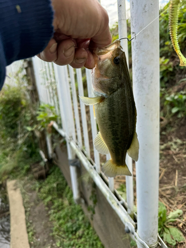 ラージマウスバスの釣果