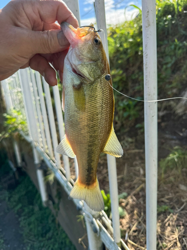 ラージマウスバスの釣果