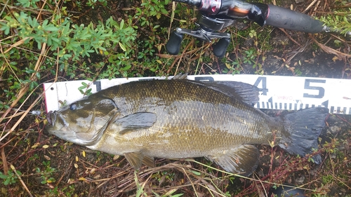 スモールマウスバスの釣果