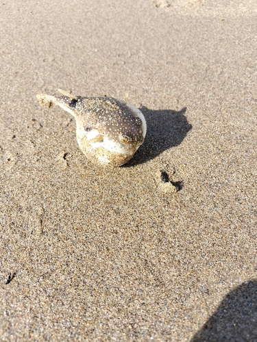 クサフグの釣果