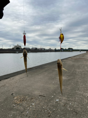 ハゼの釣果