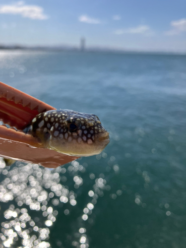 クサフグの釣果