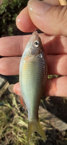 ヤリタナゴの釣果