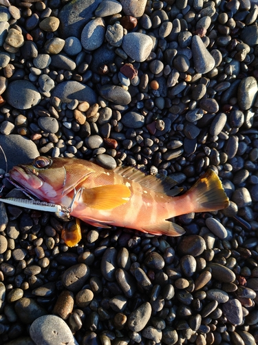 アカハタの釣果